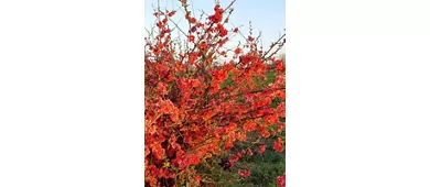 Museum des Obstanbaus „A. Bonvicini“