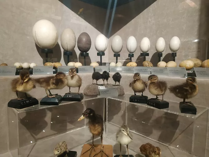 NatuRa - Museo ravennate di Scienze Naturali "Alfredo Brandolini"