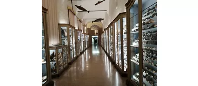 Stadtmuseen von Reggio Emilia