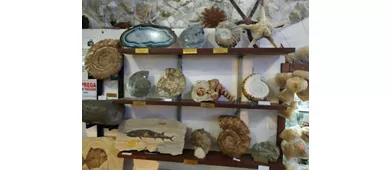 Museo Malacologico Vieste