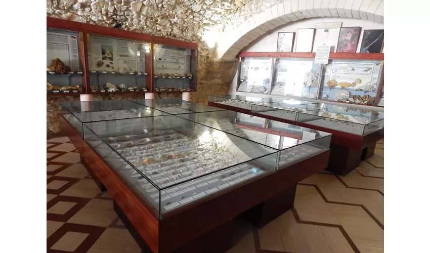 Museo Malacologico Vieste