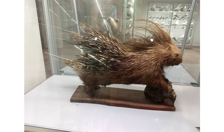 Museu de História Natural de Salento