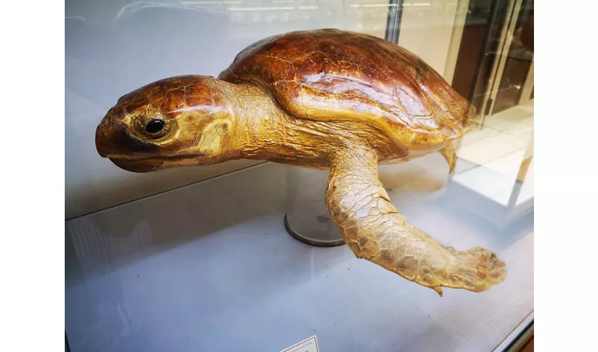 Museu de História Natural de Salento