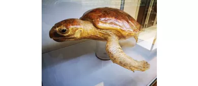 Museu de História Natural de Salento