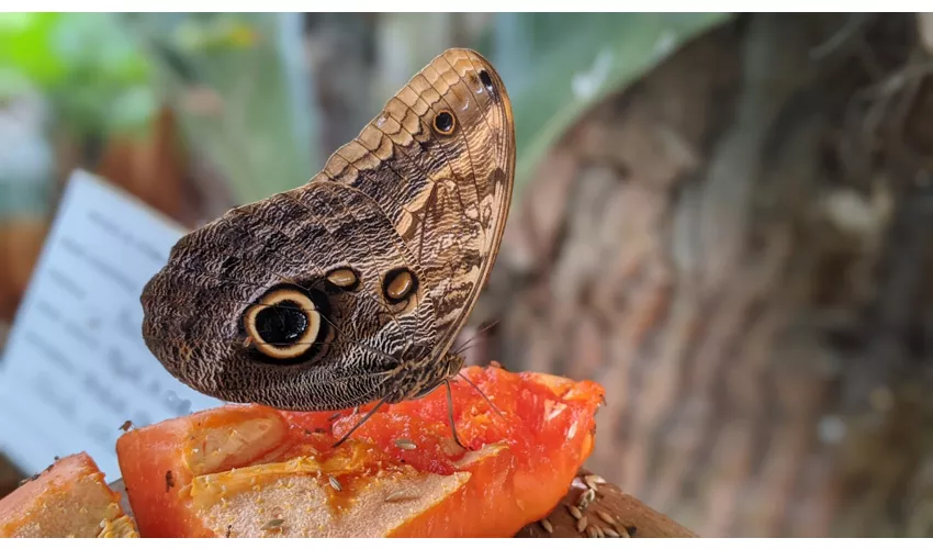 Naturkundemuseum des Salento