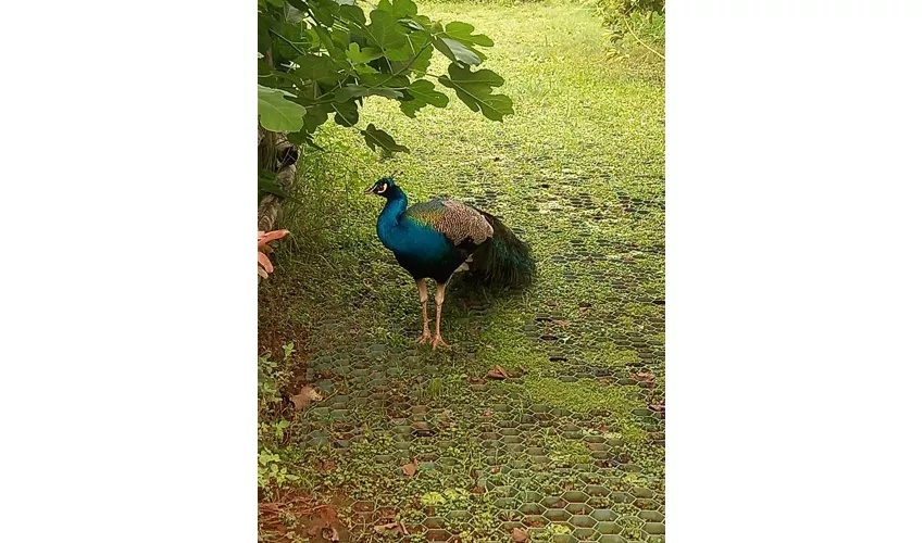 Naturkundemuseum des Salento