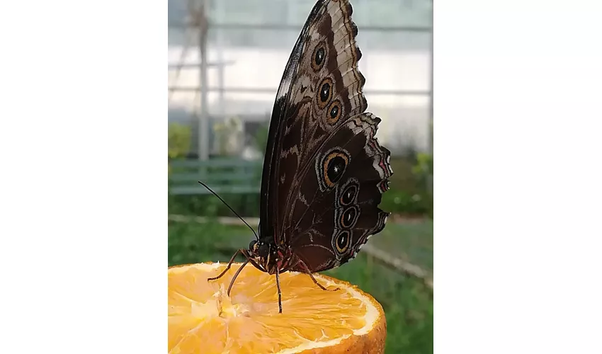 Naturkundemuseum des Salento