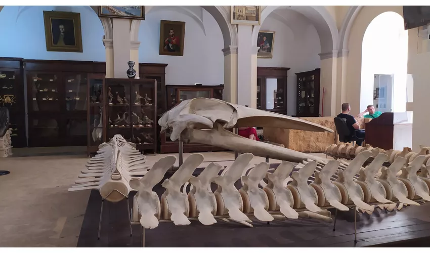 Museo Civico Emanuele Barba