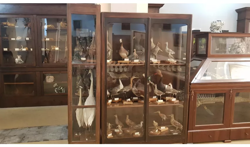 Museo Civico Emanuele Barba