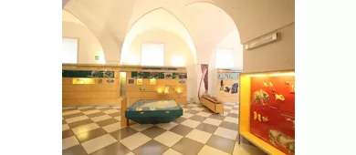 Museo Civico di Paleontologia e Paletnologia Decio de Lorentiis