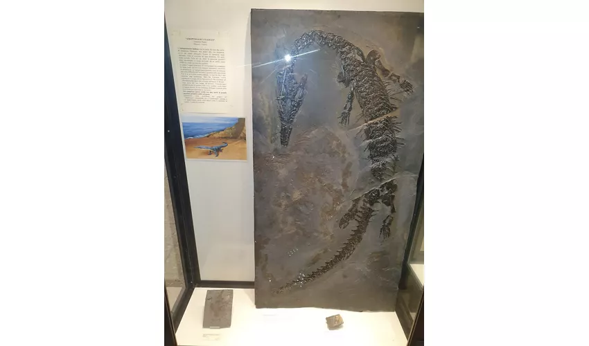 Museo Civico della Paleontologia e dell'Uomo