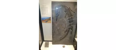 Museo Civico della Paleontologia e dell'Uomo