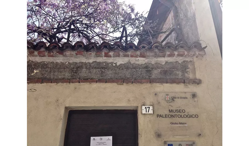 Museo Paleontologico Giulio Maini