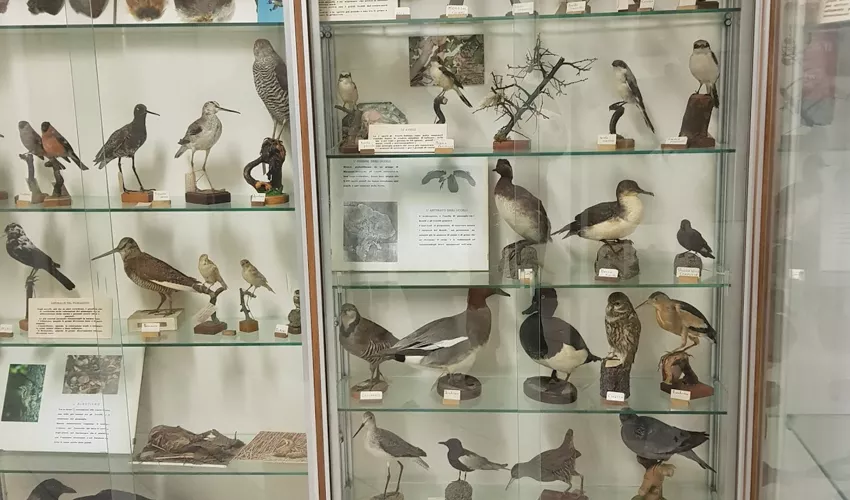 Comune di Stazzano Museo civico di storia naturale