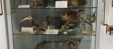 Comune di Stazzano Museo civico di storia naturale