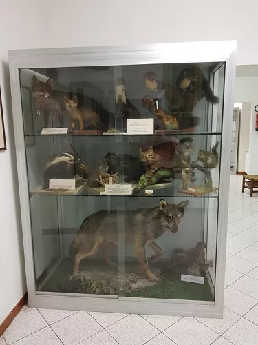 Comune di Stazzano Museo civico storia naturale