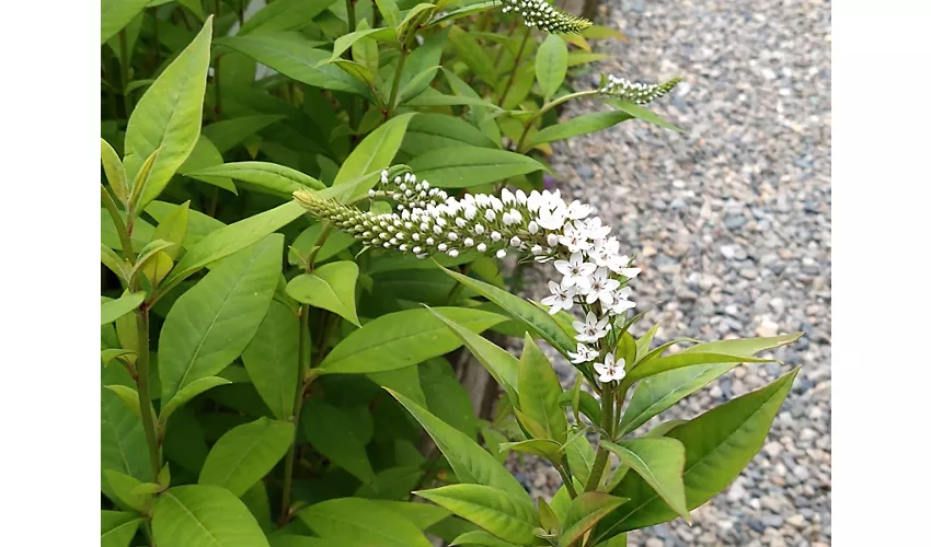 Botanischer Garten von Oropa