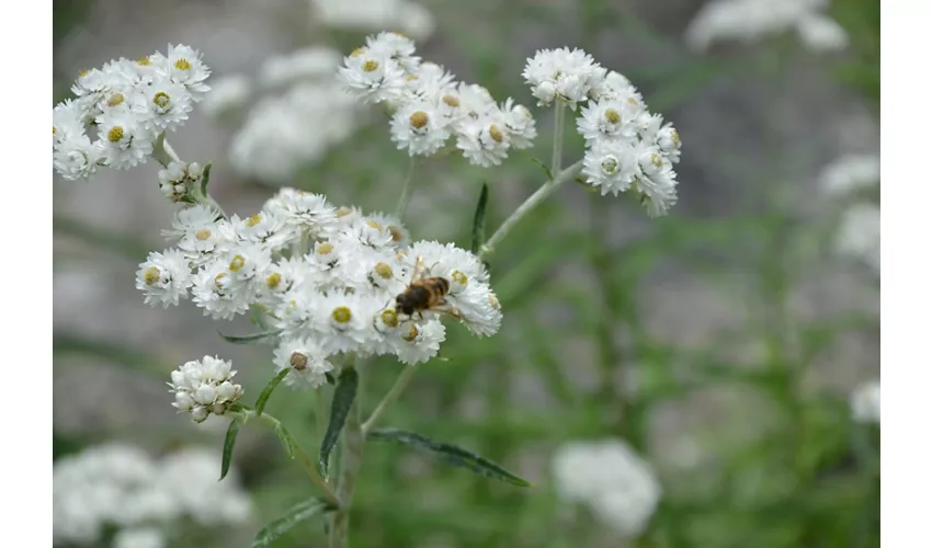 Botanischer Garten von Oropa
