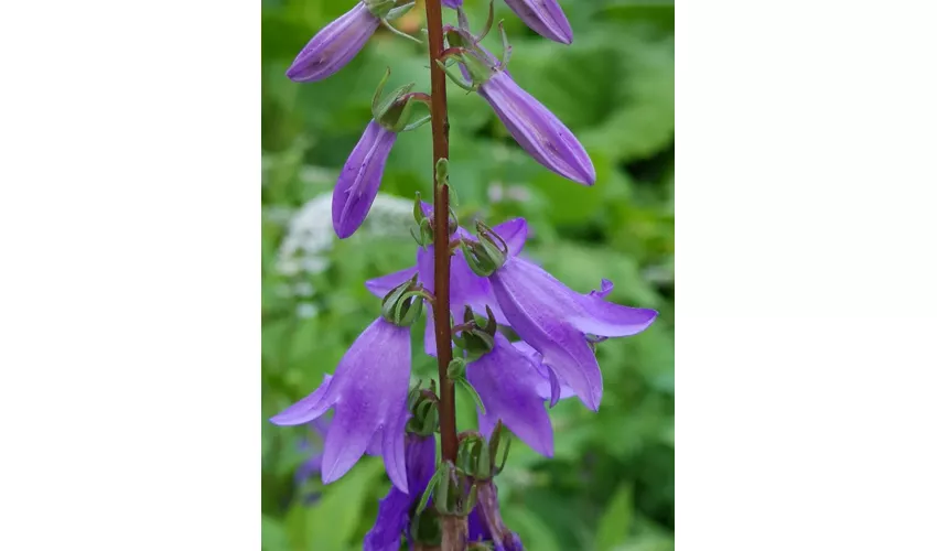 Botanischer Garten von Oropa