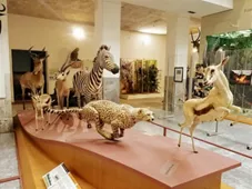 Museo di Storia Naturale Faraggiana Ferrandi
