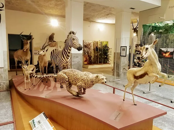 Museo di Storia Naturale Faraggiana Ferrandi