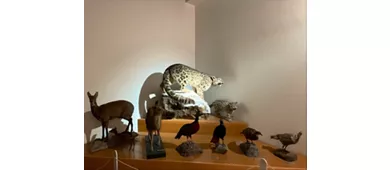 Museo di Storia Naturale Faraggiana Ferrandi