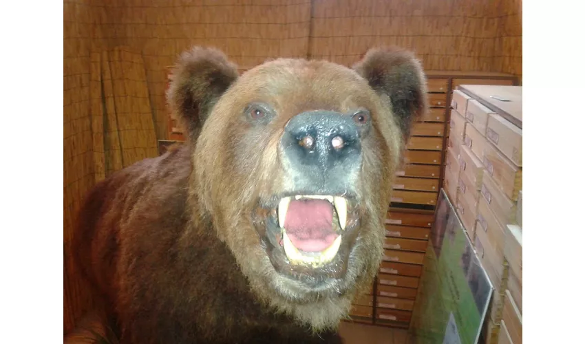 Musée municipal d'histoire naturelle de Carmagnola