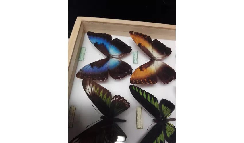 Städtisches Museum für Naturgeschichte Carmagnola