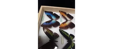 Museo Civico di Storia Naturale di Carmagnola