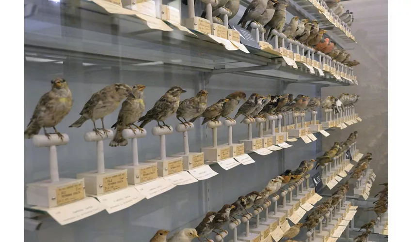 Städtisches Museum für Naturgeschichte Carmagnola