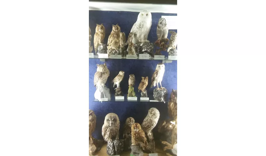 Musée municipal d'histoire naturelle de Carmagnola