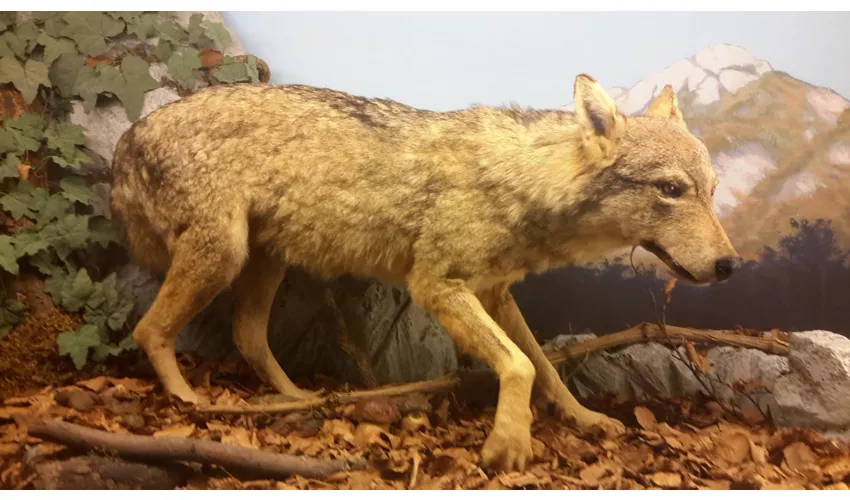 Städtisches Museum für Naturgeschichte Carmagnola