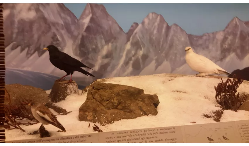 Städtisches Museum für Naturgeschichte Carmagnola