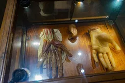 Museo "Raccolta delle Cere Anatomiche di Clemente Susini"