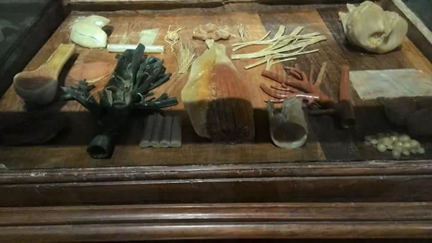 Museo "Raccolta delle Cere Anatomiche di Clemente Susini"