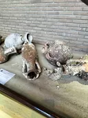Museo Archeologico di Villasimius