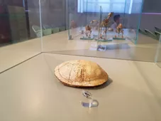 Palaeoambienti Sulcitani Museo "E. A. Martel"