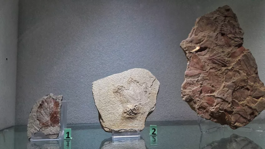 Palaeoambienti Sulcitani Museo "E. A. Martel"