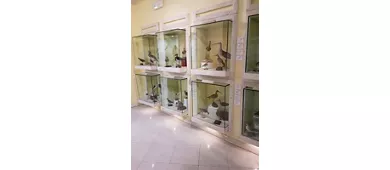 Museo Ornitologico della Sardegna