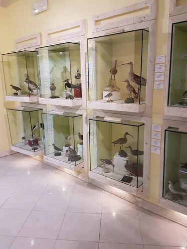 Museo Ornitologico della Sardegna