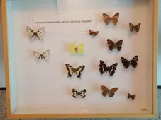 Museo Brembano di Scienze Naturali
