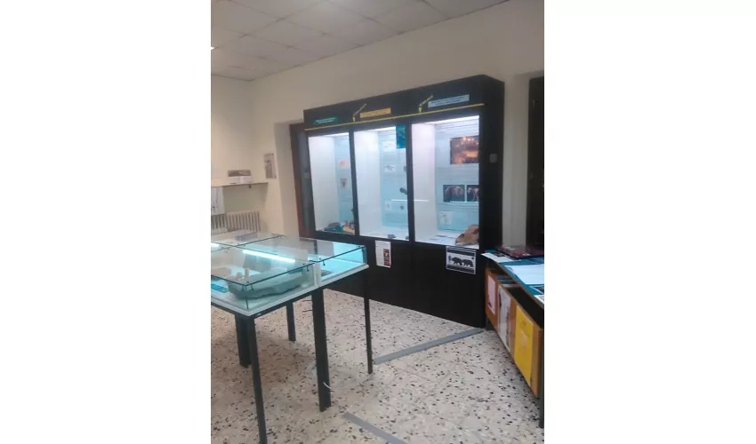 Museo Intelvese dei Fossili