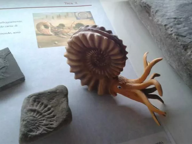 Museo Intelvese dei Fossili