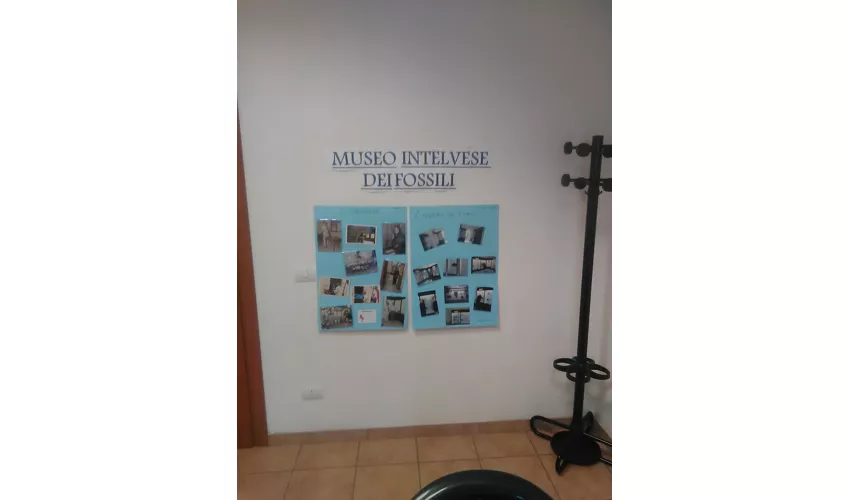 Museo Intelvese dei Fossili
