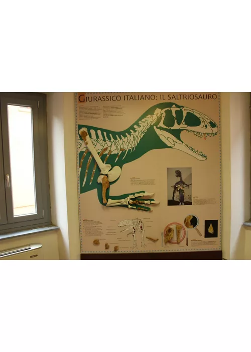 Städtisches Fossilienmuseum von Besano