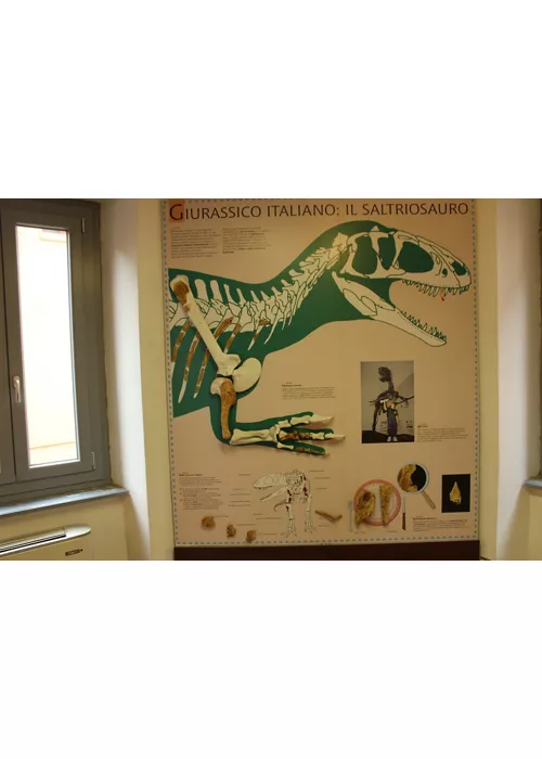 Museo Civico dei Fossili di Besano