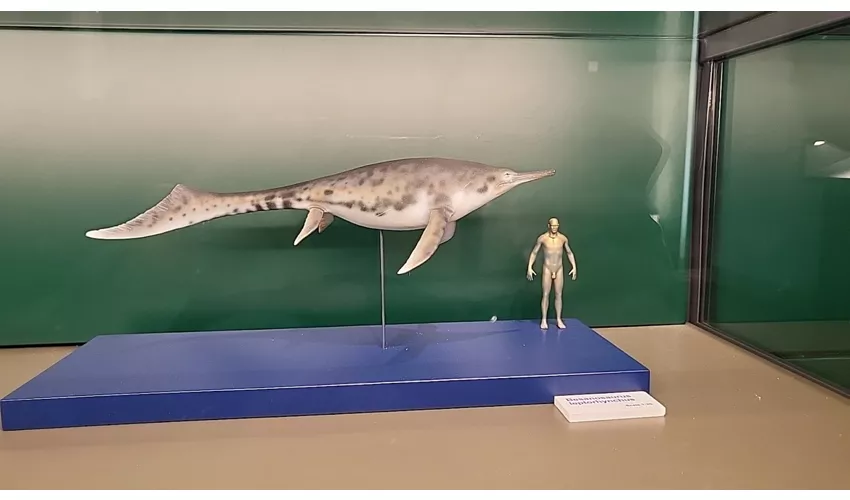 Städtisches Fossilienmuseum von Besano