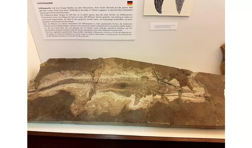 Städtisches Fossilienmuseum von Besano