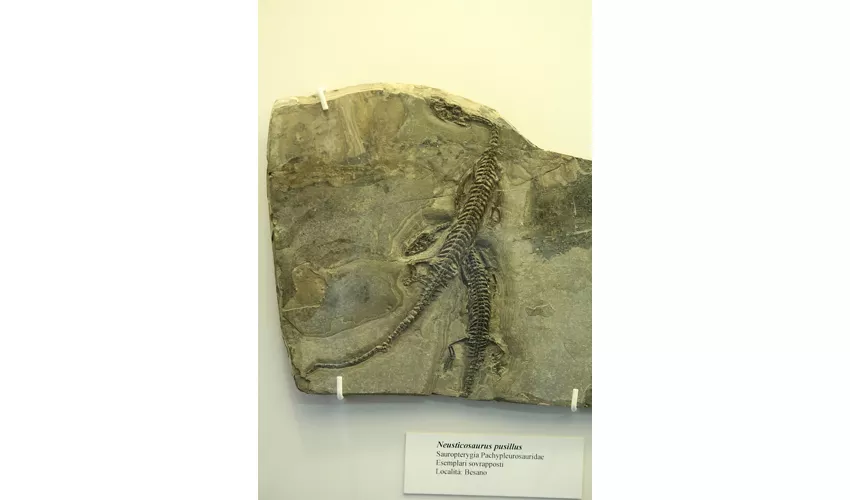 Städtisches Fossilienmuseum von Besano