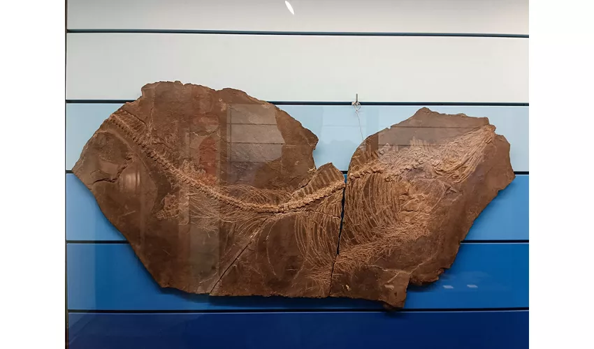 Städtisches Fossilienmuseum von Besano